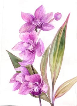 Pink orchid flower drawn in watercolor isolated