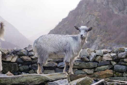Pyrenean goat, a breed to produce organic French Basque country goat cheese, High quality photo