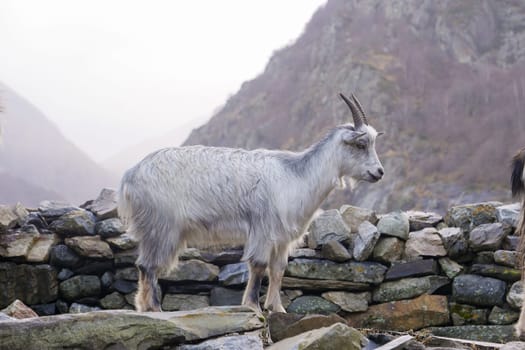 Pyrenean goat, a breed to produce organic French Basque country goat cheese, High quality photo