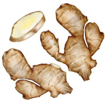 Ginger root set Watercolor. Hand drawn realistic hot spice. Clip art botanical illustration. Ideal for spice logo, cookbooks and and packaging of spices. High quality photo