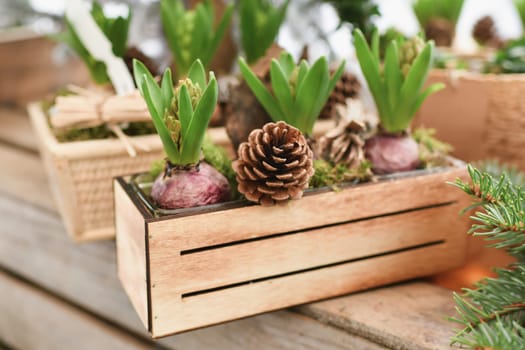 Christmas composition with hyacinths for Christmas