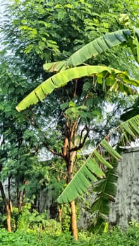 A vibrant green garden features vibrant foliage, banana leaves, and towering trees. The sunlight filters through, creating a serene natural scene, perfect for themes of tranquility and nature.