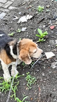 A curious beagle dog enthusiastically sniffs the ground in a vibrant green yard on a sunny day. Perfect moment capturing the playful and inquisitive nature of beagles.