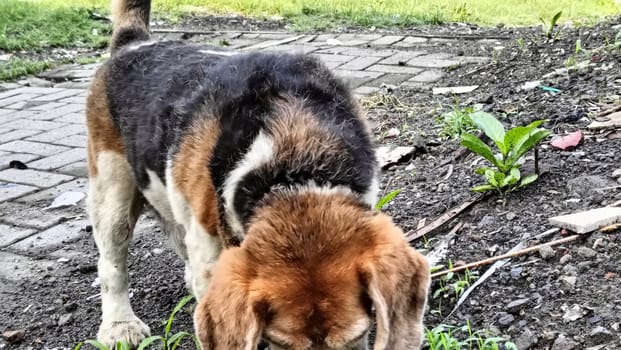 A curious beagle dog enthusiastically sniffs the ground in a vibrant green yard on a sunny day. Perfect moment capturing the playful and inquisitive nature of beagles.