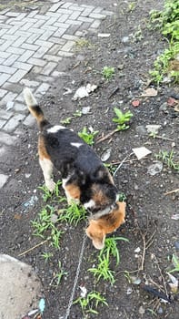 A curious beagle dog enthusiastically sniffs the ground in a vibrant green yard on a sunny day. Perfect moment capturing the playful and inquisitive nature of beagles.