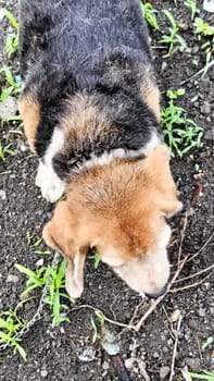 A curious beagle dog enthusiastically sniffs the ground in a vibrant green yard on a sunny day. Perfect moment capturing the playful and inquisitive nature of beagles.