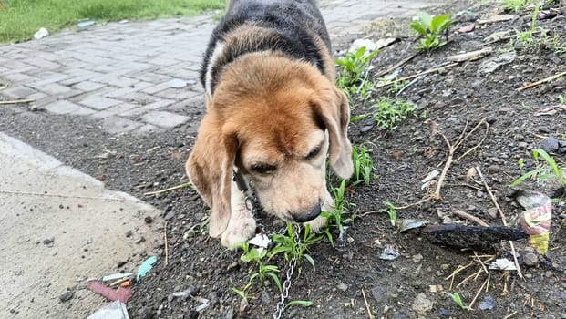 A curious beagle dog enthusiastically sniffs the ground in a vibrant green yard on a sunny day. Perfect moment capturing the playful and inquisitive nature of beagles.