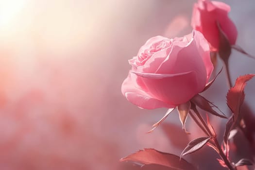 A light pink rose floral border with soft green leaves arranged in the corners of a blank isolated background, perfect for use as a greeting card, invitation, or elegant design template..