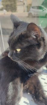 Black cat, domestic animal, animals pet, portrait, nature street outside, breed. High quality photo