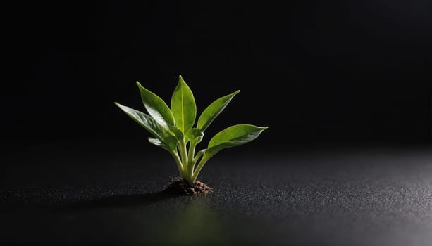A single, small plant with green leaves grows from a mound of dark soil against a black background. Light illuminates the plant from the bottom, casting a soft shadow.