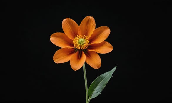 An orange flower with a green center and stem stands out against a plain black backdrop.