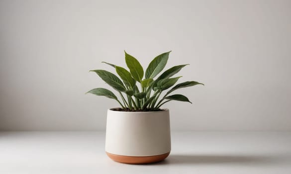 A single plant with green leaves sits in a white ceramic pot with a brown base. It is placed on a white tabletop against a plain white background.