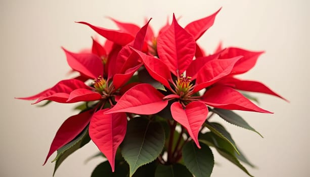 A beautiful poinsettia plant with vivid red leaves, symbolizing holiday joy, isolated against a neutral background. Perfect for festive designs, decorations, and seasonal themes