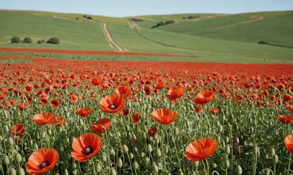 A large field of red poppies in full bloom against a backdrop of rolling green hills. The bright red flowers are in full bloom, with their petals open wide to the sun.