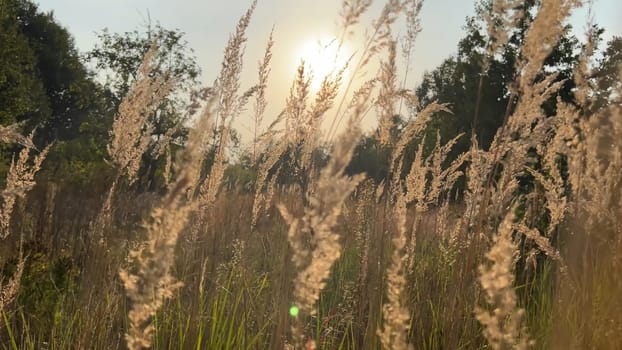 Pampas Grass outdoor. Abstract background with trendy dry reed. Soft focus, blurred background