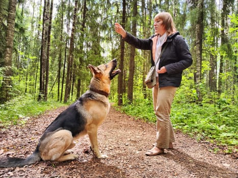 The girl or woman trains German Shepherd dog in spring, summer, and autumn forest. Walk and work with the dog