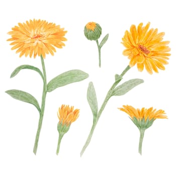 Orange calendula officinalis watercolor hand drawn illustration. Sunny ruddles flower with yellow petals and green leaves for natural herbal medicine, healthy tea, cosmetics and homeopatic remedies. Marigold botanical clip art good as an element for packaging design, labels, eco goods, textile, invitations