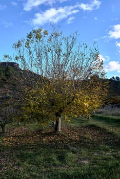 A walnut tree in an orchard of Mediterranean crops.Leafless, deciduous tree, blue sky and cloudy nobody, autumn, winter