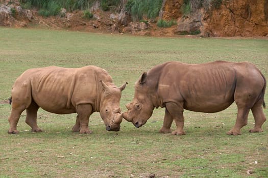 Two rhinoceroses facing each other head to head. Grass, horn detail, head, rage, challenge, power strength