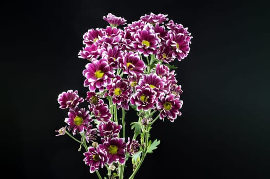 Purple Chrysanthemum branch isolated on a black background