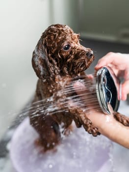 Woman washing brown mini toy poodle in grooming salon