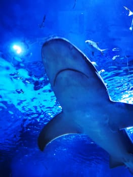 A large shark glides beneath the surface of the water in an aquarium, with smaller fish swimming nearby in a vibrant blue environment.