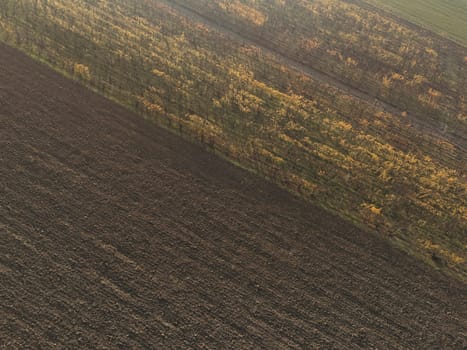 Diagonal lines of plowed dark soil and yellow vineyards create a beautiful rural abstract from above. In Martani, Castell'Arquato, PC, Italy