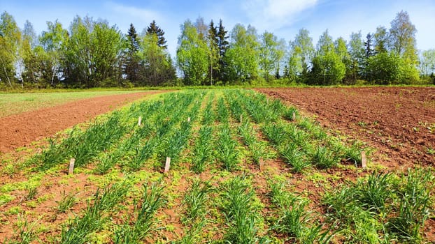 Rows of lush green crops stretch across a rural field, surrounded by trees and illuminated by bright sunlight.