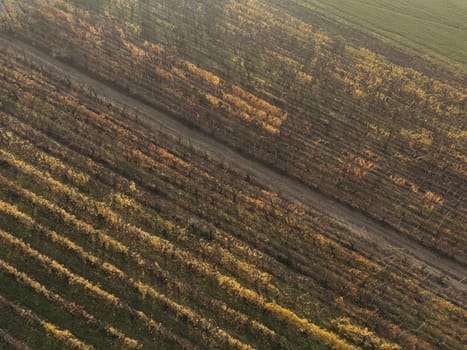 In Martani, Castell'Arquato, PC, Italy Stunning aerial view of a dirt road winding through rows of vineyard in autumn. Castell'Arquato, PC, Italy