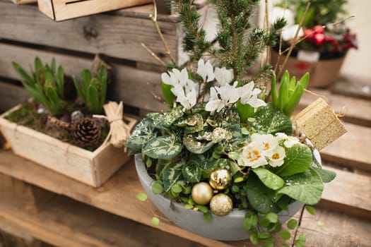 Christmas composition with cyclamens for Christmas