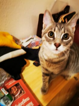 A tabby cat with bright eyes sits on a wooden table surrounded by various items, showcasing its playful curiosity in a warm, inviting atmosphere.