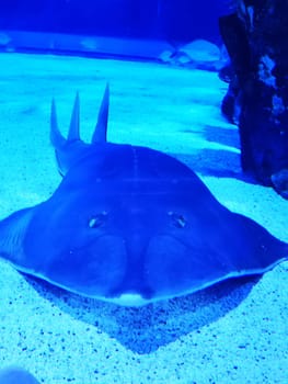 A stingray swims effortlessly over the sandy bottom of an aquarium, showcasing its smooth, flat body and distinctive features in a vibrant blue environment.