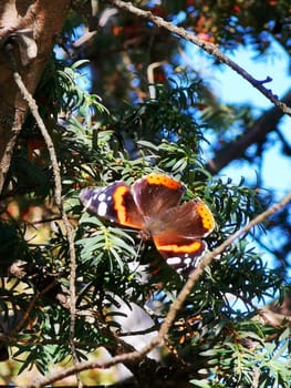 A butterfly with striking orange, black, and white patterns is perched on leafy greenery, enjoying the warmth of the sun in a tranquil garden setting.