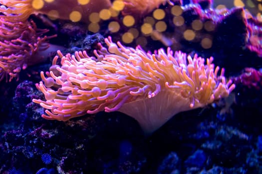Brightly lit sea anemones growing on rock surfaces in a home aquarium setting.