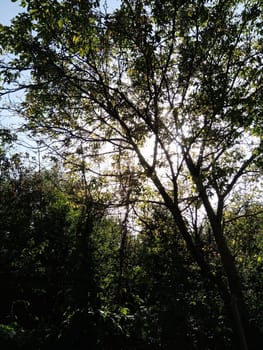 Bright sunlight streams through the canopy of a dense forest, illuminating the greenery and creating beautiful shadow patterns on the ground.