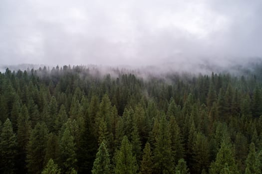 A dense forest with a foggy atmosphere. The trees are tall and green, creating a serene and peaceful mood. The fog adds a sense of mystery and tranquility to the scene