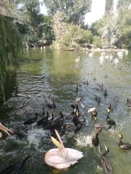 Pelicans and cormorants paddle energetically in a tranquil lake, creating ripples on the water's surface as they interact with each other under a clear sky.