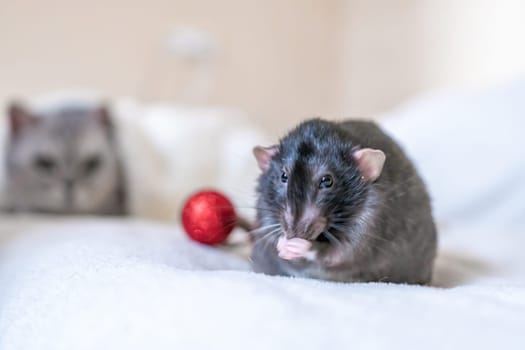 A gray rat washes its paw on a white bed, with a blurry gray cat in the background. A red ornament lies nearby.