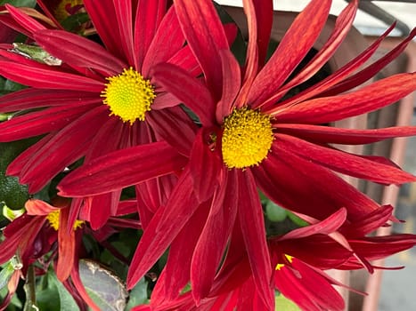 Chrysanthemum flowers with deep red petals and bright yellow centers, surrounded by lush green foliage. Perfect for floral backgrounds, autumn themes, gardening projects, or vibrant seasonal decor