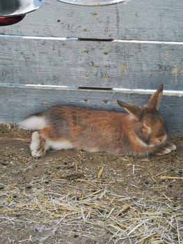 A brown rabbit lies comfortably on a bed of straw indoors, relaxing in the warmth of the afternoon light streaming through a barn. It enjoys a tranquil moment in its cozy environment.