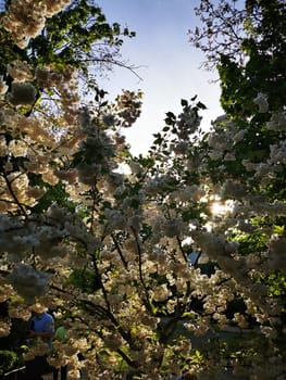 Soft blossoms envelop the scene as golden sunlight streams through green leaves in a serene park filled with the beauty of spring.