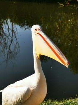 A white pelican with a vibrant beak stands gracefully by the tranquil waters, surrounded by lush greenery and reflections of trees, enjoying the warm sunlight.
