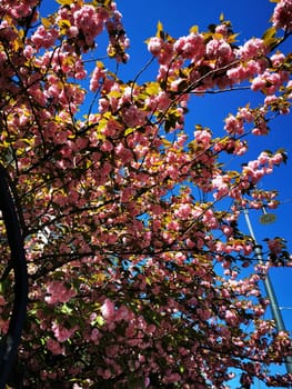 Vibrant pink cherry blossoms fill the branches, creating a beautiful canopy against the bright blue sky, showcasing the beauty of springtime.