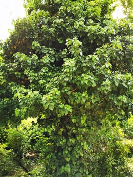 The tree stands majestically, its dense foliage creating a rich tapestry of green. Surrounding plants complement its grandeur, highlighting the beauty of nature on a sunny day.