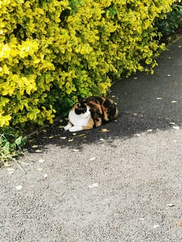 A calico cat rests calmly beside a lush yellow bush, enjoying the warmth of the sun in a serene neighborhood setting. The peaceful scene captures a moment of tranquility.