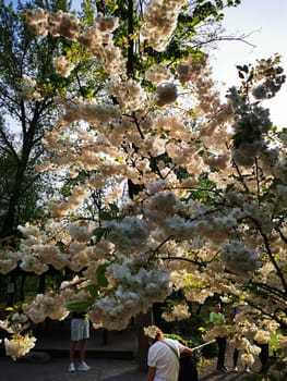 Visitors admire a stunning cherry blossom tree in full bloom, surrounded by greenery, while enjoying a sunny spring day in the park.
