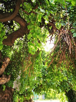 A large tree displays vibrant green leaves and intertwining branches, casting dappled sunlight in a peaceful park during a warm afternoon. Nature thrives in this serene environment.