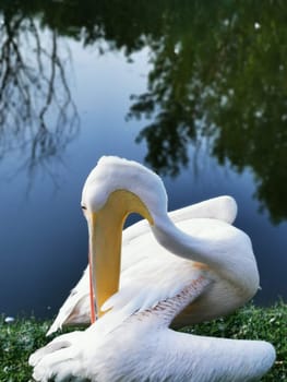 A graceful pelican rests quietly by a calm pond, preening its feathers as the sun sets, casting warm reflections on the water's surface amidst greenery.