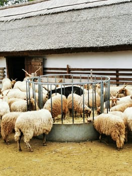 A group of sheep gathers around a circular feeding trough, enjoying hay in a rural farmyard. The farmhouse features a traditional thatched roof, adding charm to the scene.