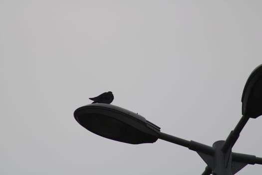 A bird rests quietly on top of a street lamp, silhouetted against the overcast sky, creating a peaceful yet somber atmosphere in the city.